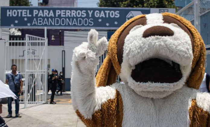 primer-hotel-para-perros-y-gatos-abandonados-el-tecolote-diario