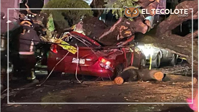 arbol cae por lluvia y termina con la vida de una chica en cdmx el tecolote diario