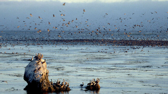 El Niño Responsable Por Muerte De Aves En El Pacífico El Tecolote Diario