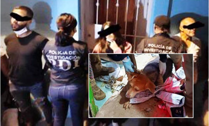 rescatan-a-60-perritos-hacinados-en-ctm-culhuacan-el-tecolote-diario