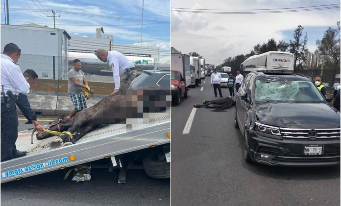 mujer-choca-su-auto-contra-un-caballo-el-tecolote-diario