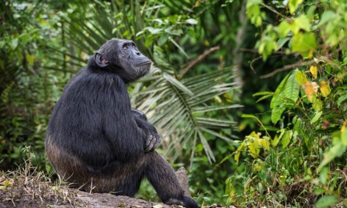 vainilla-la-chimpance-que-vio-el-sol-por-primera-vez-en-su-vida-el-tecolote-diario