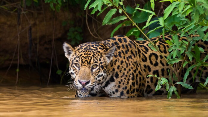 Jovenes Matan A Jaguar Tras Ser Atacados El Tecolote Diario