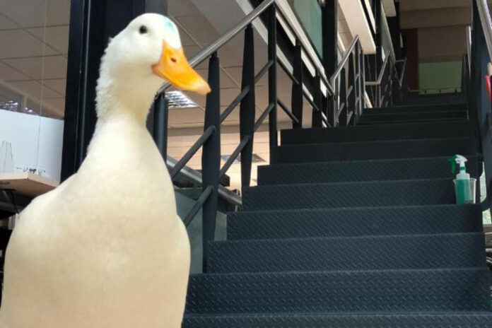 Pato escapa del lago de Chapultepec y lo encuentran en la entrada del Metro: “Iba para Mix-cuack” El Tecolote Diario