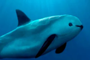 estados unidos no sanciona a mexico por vaquita marina el tecolote diario