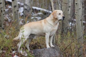 Beethoven el perro que viaja en la Bestia rumbo al sueño americano