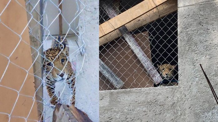 Un jaguar hembra es rescatado de un hogar que la mantenía presa en Xochimilco