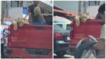 captan-a-leon-paseando-en-camioneta-junto-a-dos-ninos-en-chiapas-el-tecolote-diario