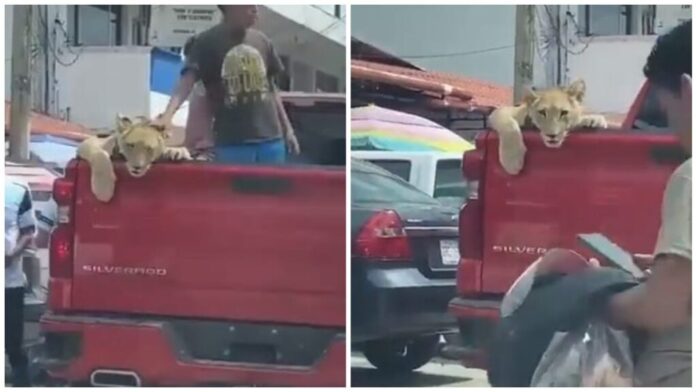 captan-a-leon-paseando-en-camioneta-junto-a-dos-ninos-en-chiapas-el-tecolote-diario