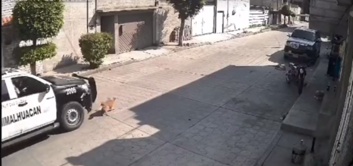 En el EDOMEX, una patrulla atropella a un perro y sigue su camino como si nada