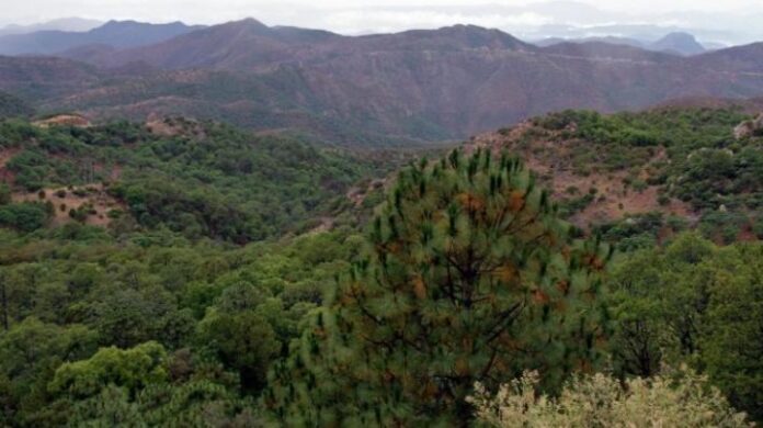 Comienzan tala de árboles en área protegida de Sonora