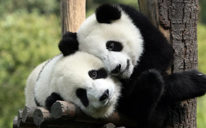 China enviará más pandas a Estados Unidos, tras reunión entre los dos mandatarios