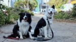 Orly y Halley, los compañeros caninos que brindan su apoyo a la Cruz Roja en Acapulco tras el paso de Otis