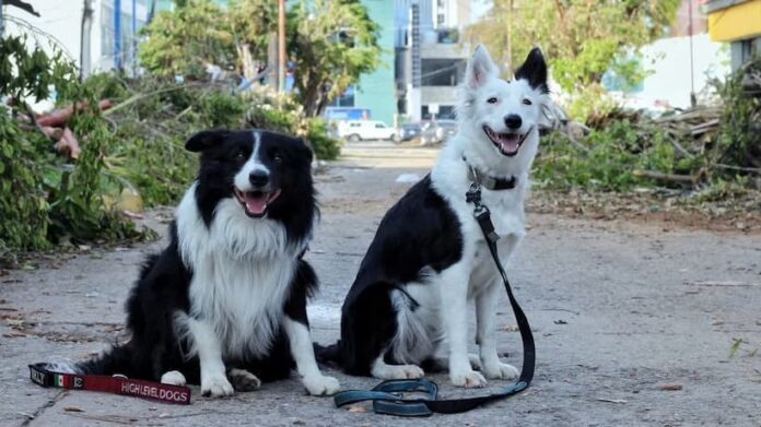 Orly y Halley, los compañeros caninos que brindan su apoyo a la Cruz Roja en Acapulco tras el paso de Otis