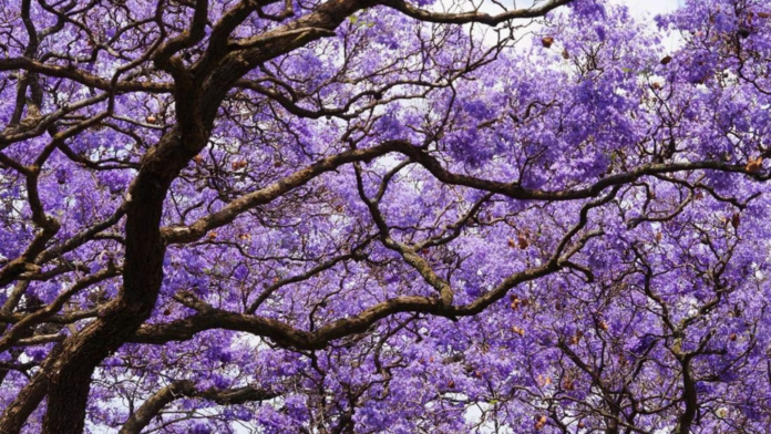 Jacarandas en invierno, un fenómeno nunca antes visto