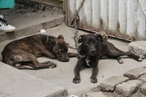 Protección animal en CDMX El Tecolote Diario