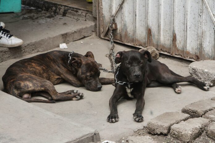 Protección animal en CDMX El Tecolote Diario