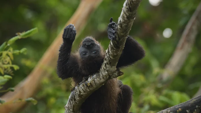 Persisten las muertes de monos aulladores en México El Tecolote Diario