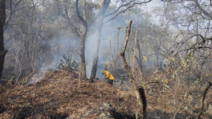 Incendio en bosque de Tlalpan El Tecolote Diario