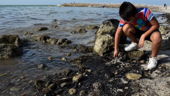 Contaminación por petróleo en Tamaulipas El Tecolote Diario