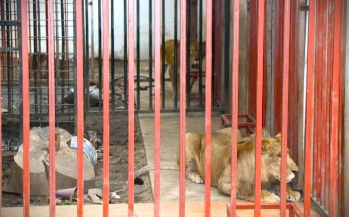 Hallan pareja de leones en el interior de una casa en Cuernavaca